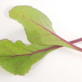 Early Wonder Beet, Microgreen Seeds