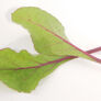 Early Wonder Beet, Microgreen Seeds - 1/4 Pound thumbnail number null