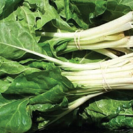 Large White Ribbed, Swiss Chard Seeds - Packet image number null