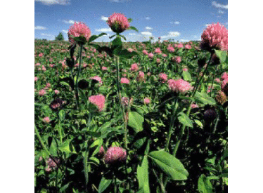Mammoth Red Clover, Legumes