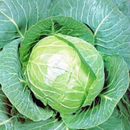 Golden Acre, Cabbage Seeds - Packet image number null