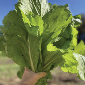 Florida Broadleaf, Mustard Seeds