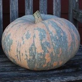 Iran, Squash Seeds