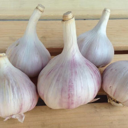 Chesnok Red, Garlic Seed image number null
