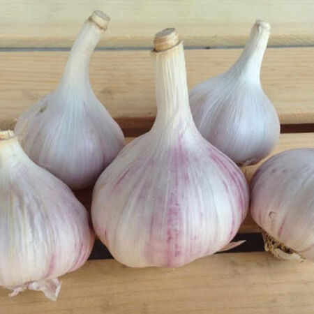 Yugoslavian, Garlic Bulb - 1/4 Pound image number null