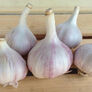 Yugoslavian, Garlic Bulb - 1/4 Pound thumbnail number null