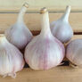 Chesnok Red, Garlic Seed - 1/4 Pound thumbnail number null