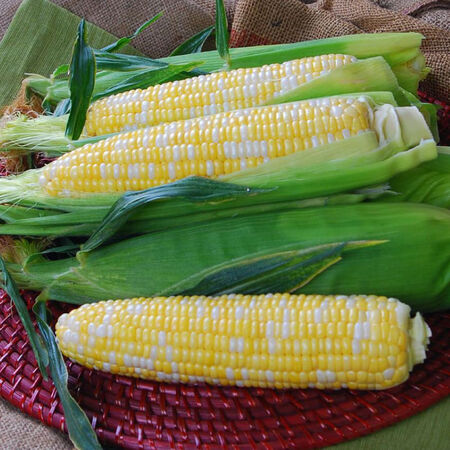 Temptress, (F1) Corn Seed - 1 Ounce image number null