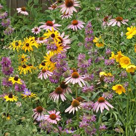 Eastern Pollinator Blend, Wildflower Seed