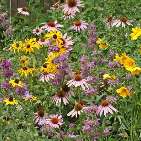 Eastern Pollinator Blend, Wildflower Seed - 1 Ounce image number null