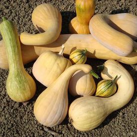 Baker's Choice Marbled, (F1) Squash Seeds