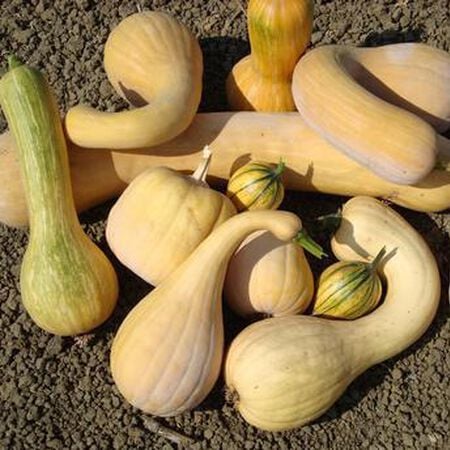 Baker's Choice Marbled, (F1) Squash Seeds image number null