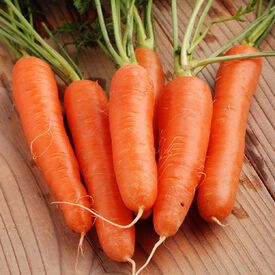 Fancy Nantes, Carrot Seeds