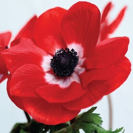 Gemstone Scarlet, (F1) Anemone Seed