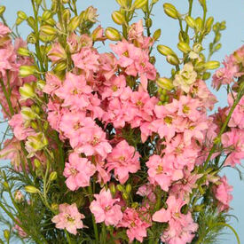 QIS Light Pink, Larkspur Seed