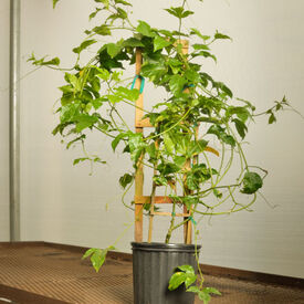 Passion Fruit, Passiflora Seed