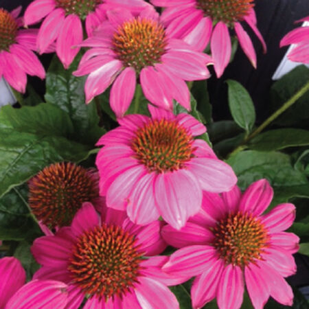 Bravado, Echinacea Seeds - Packet image number null