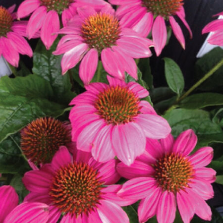 Bravado, Echinacea Seeds image number null