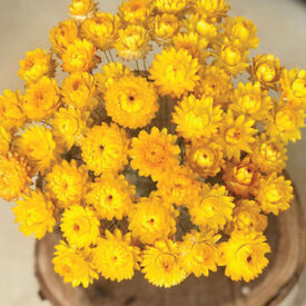 Monster Lemon Yellow, Strawflower Seeds