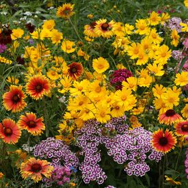 Knee High Mix, Wildflower Seed