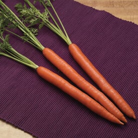 Triton, (F1) Carrot Seeds