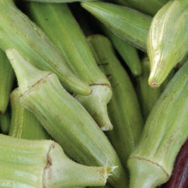 Clemson Spineless 80, Okra Seed