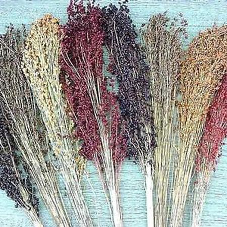 Broom Blend, Corn Seed - Packet (1 oz.) image number null