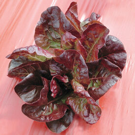 LV Seed Lettuce Bibb - Cofer's Home & Garden