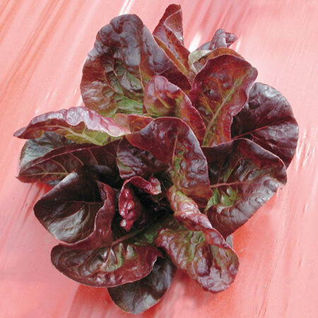Continuity, Lettuce Seeds - Packet image number null