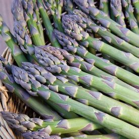 Millennium, (F1) Asparagus Roots