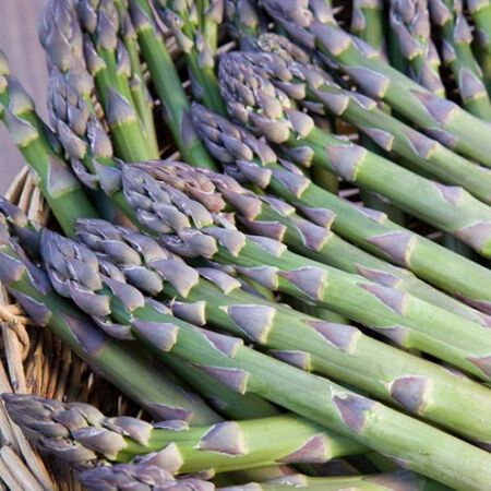 Millennium, Asparagus Roots - 10 Crowns image number null
