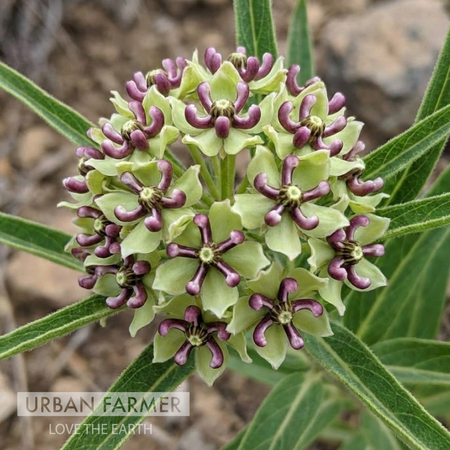 Antelope Horn Milkweed, Asclepias Seeds - Packet image number null