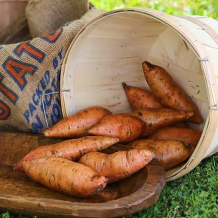"Bunch" Porto Rico, Sweet Potato Slips - 25 Potato Slips image number null