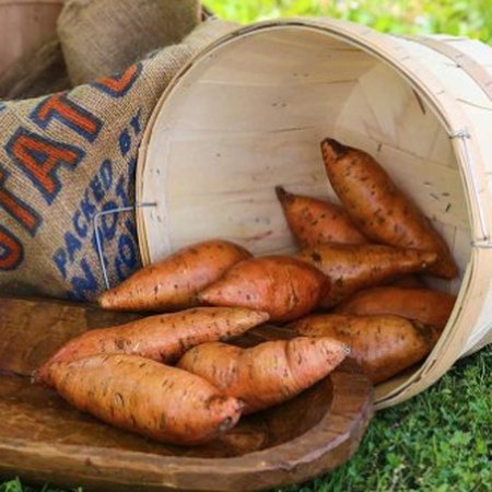 Bunch Porto Rico, Sweet Potato Slips image number null