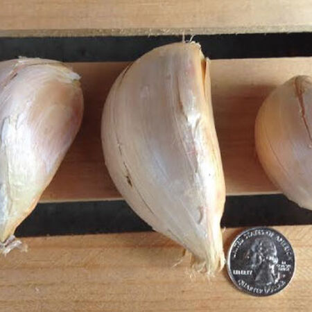 Elephant, Garlic Bulbs image number null