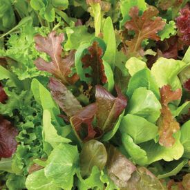 Garden Leaf Blend, Lettuce Seeds