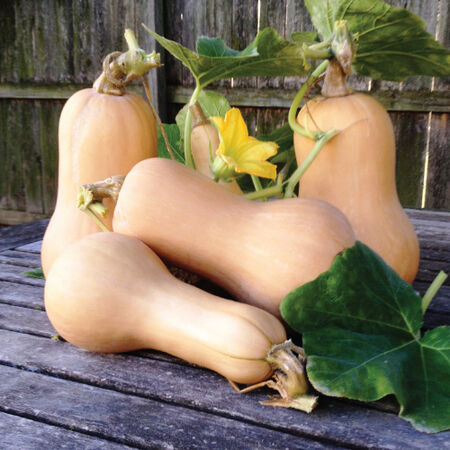 Waltham Butternut, Organic Squash Seeds - Packet image number null