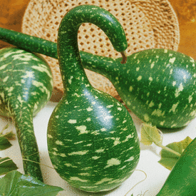 Speckled Swan, Gourd Seeds