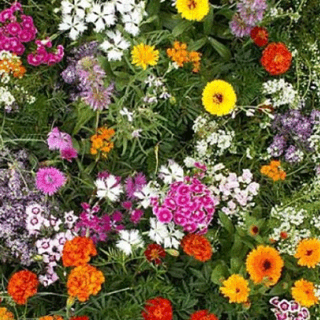 Fragrant Flower Blend, Wildflower Seed - 1/4 Pound image number null