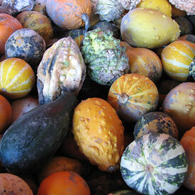 Small Mix, Gourd Seeds