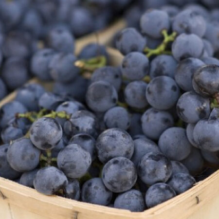 Concord, Grape Plants - 1 Grape Plant image number null