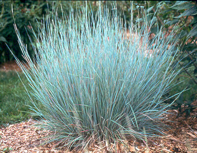 Little bluestem sale