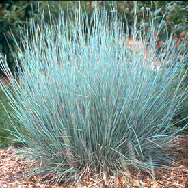 Little Bluestem, Ornamental Grass Seed