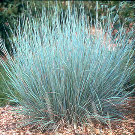 Little Bluestem, Ornamental Grass Seed - Packet image number null