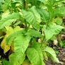 Ainaro, Tobacco Seed - Packet thumbnail number null