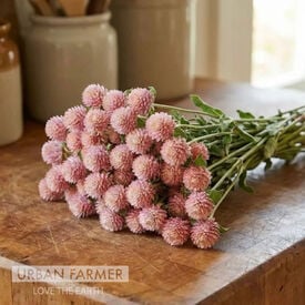 QIS Rose, Gomphrena Seeds
