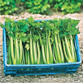 Urban Farmer Tango Celery Seeds