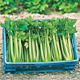 Tango, Organic Celery Seeds