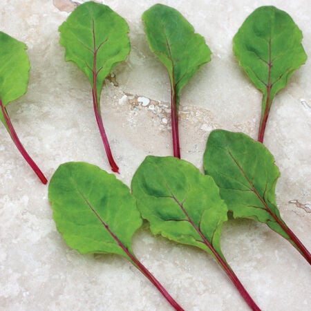 Fresh Start, (F1) Beet Seeds - Packet image number null