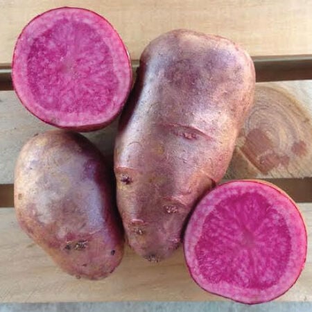 Adirondack Red, Seed Potatoes image number null